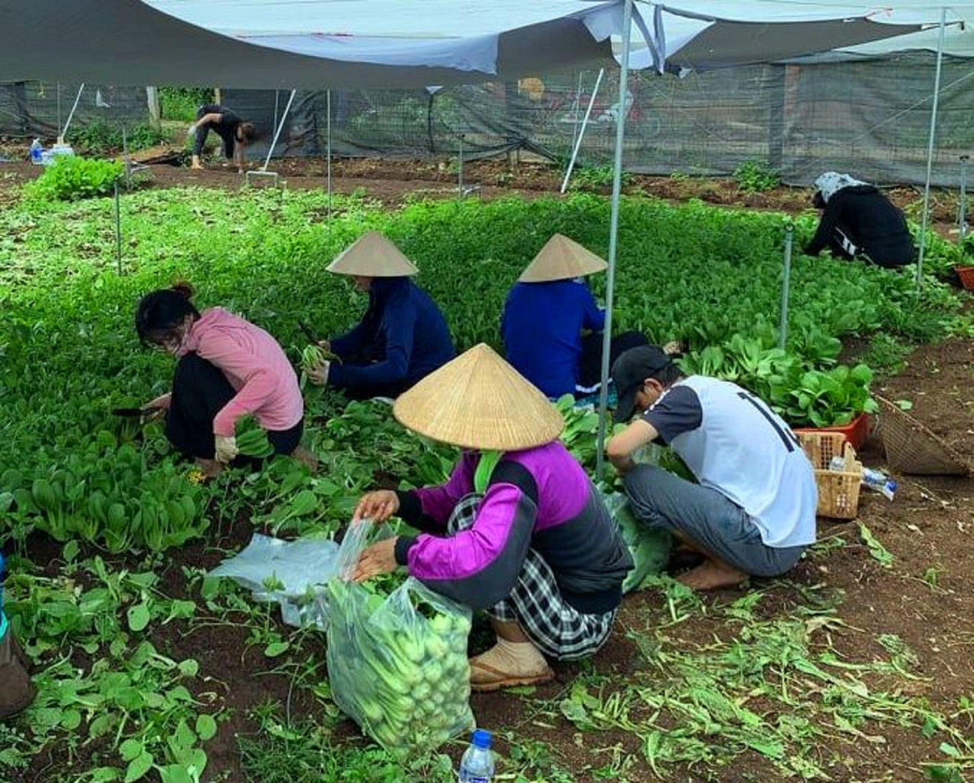 Các tình nguyện viên thu hoạch rau Các tình nguyện viên thu hoạch rau