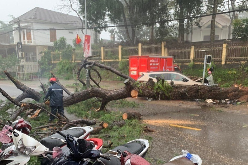 Cây thông gãy đổ chắn ngang đường Cây thông gãy đổ chắn ngang đường