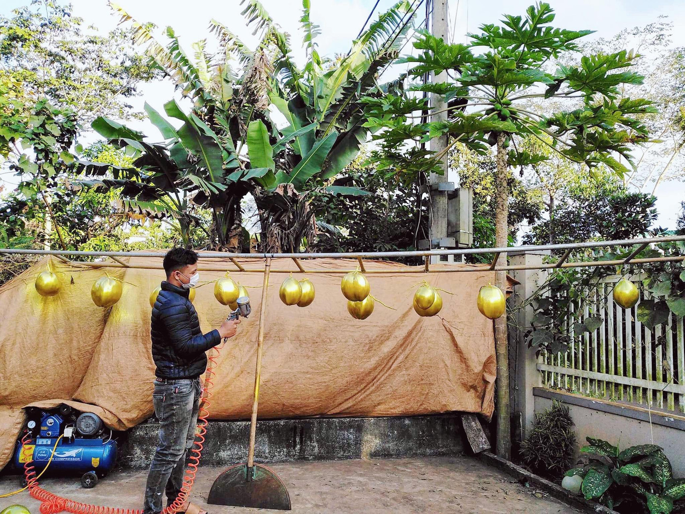 Dừa được phun sơn và phơi khô dưới nắng