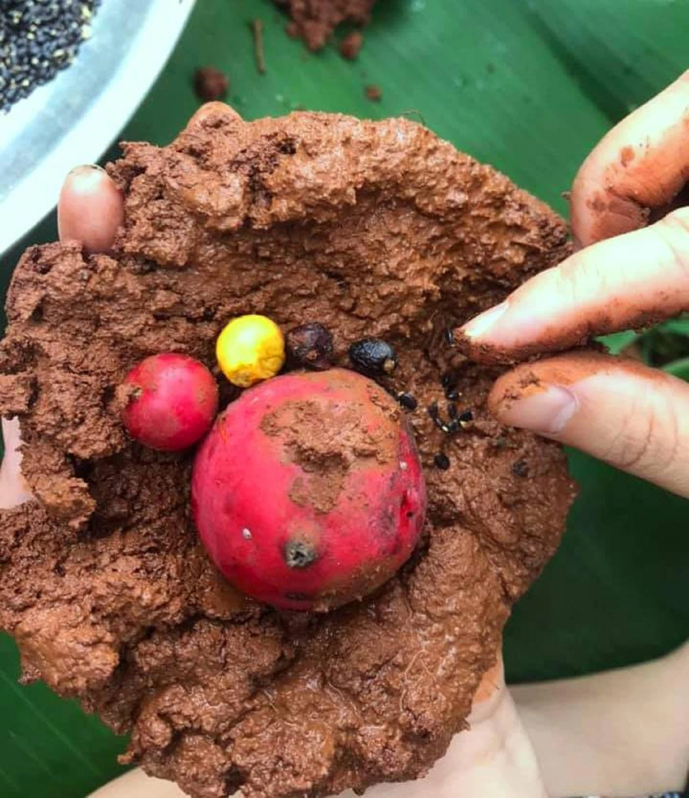 Một bom có năm loại hạt