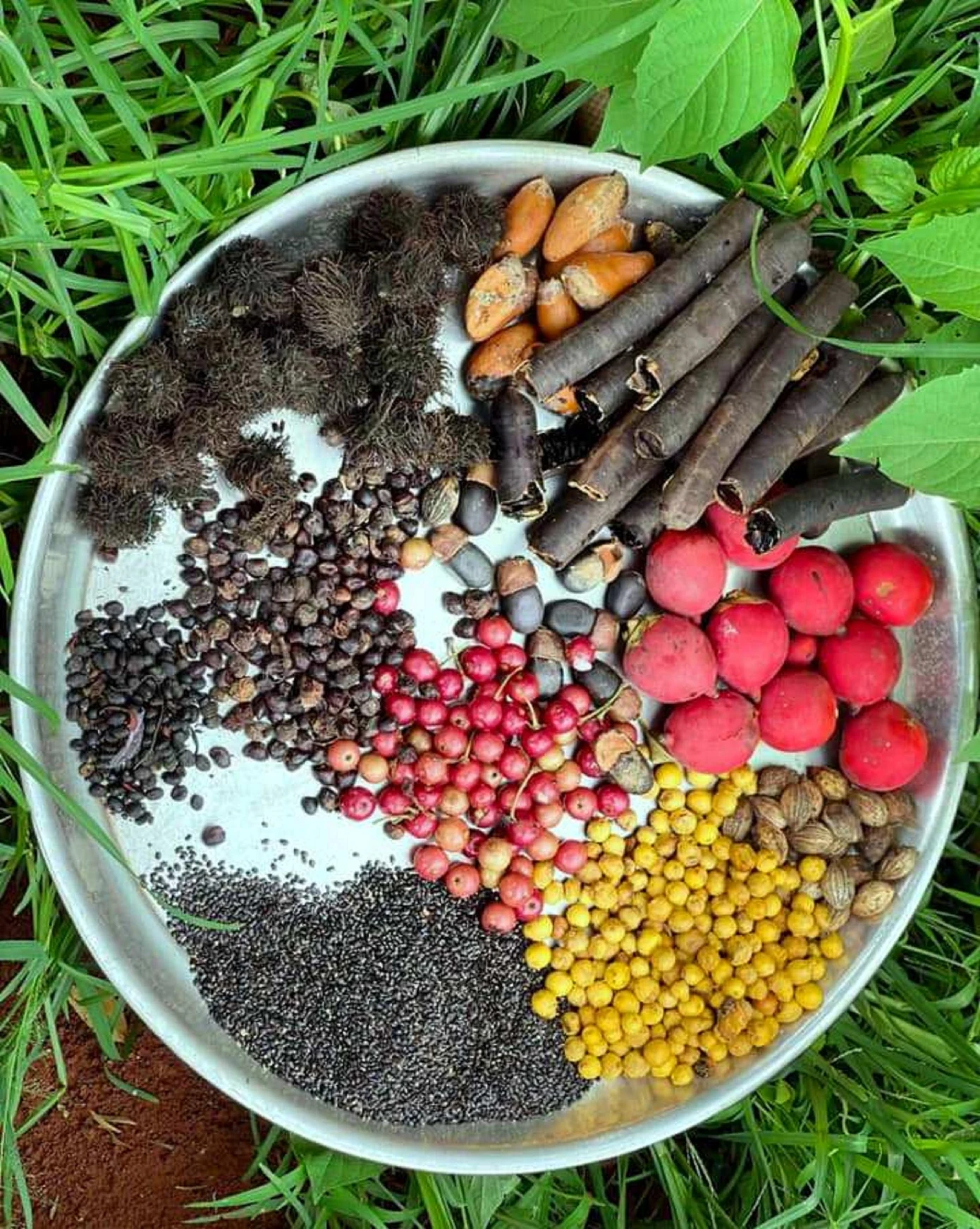 Các loại hạt được nhóm chuẩn bị để làm bom hạt giống