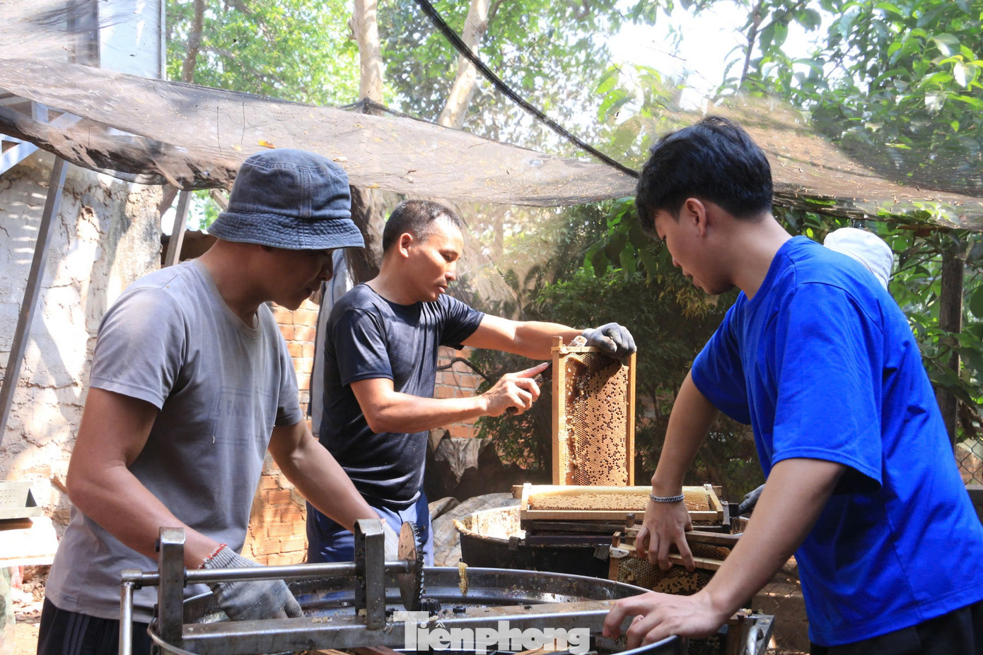 Sau khi được lấy ra khỏi thùng, những cầu ong được mọi người đưa vào khu vực quay mật.