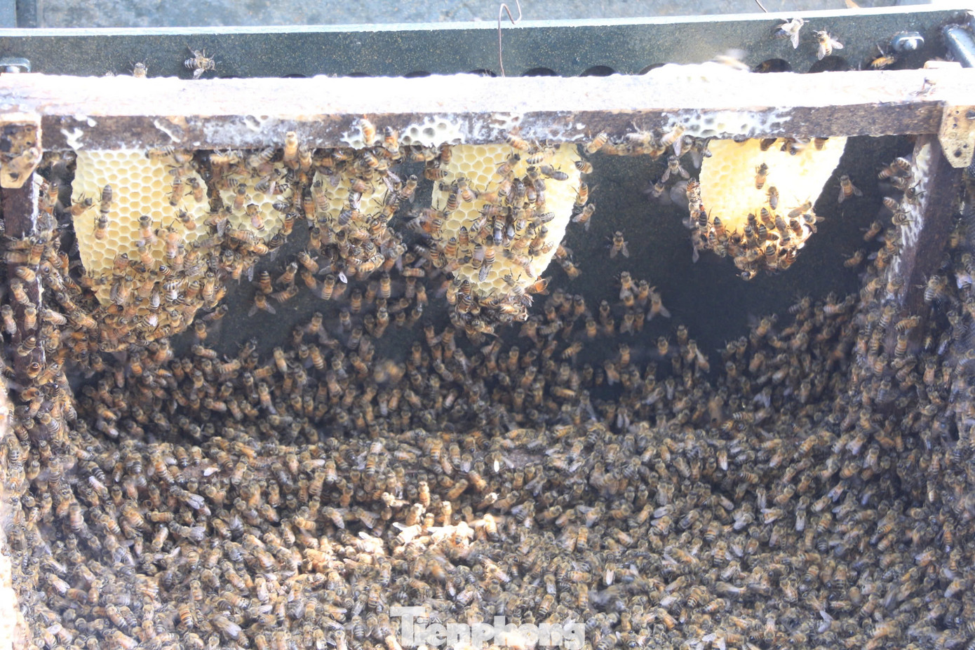 Tháng 3 là thời điểm lượng mật dồi dào, đàn ong khỏe mạnh.