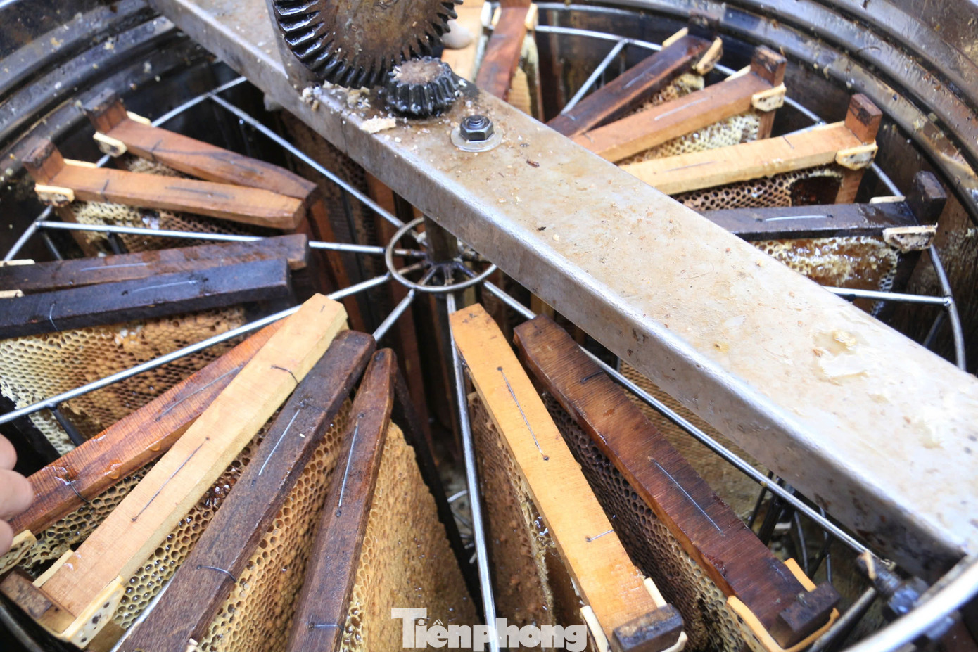 Sau khi cắt xong, các cầu mật được xếp cẩn thận vào thùng quay.