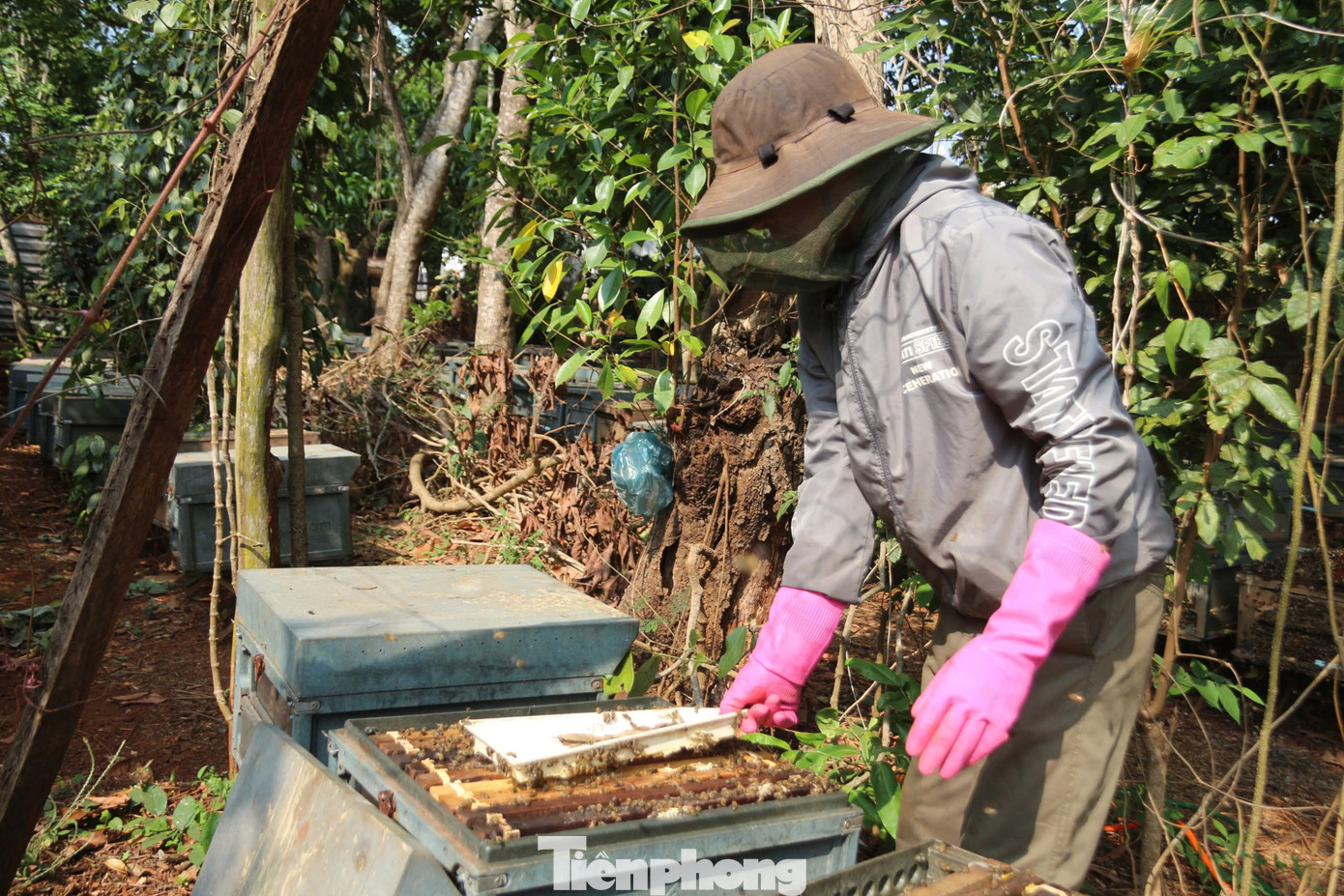 Những người thợ ong phải trang bị các bộ đồ bảo hộ, đội mũ lưới che kín mặt để tránh bị ong tấn công.