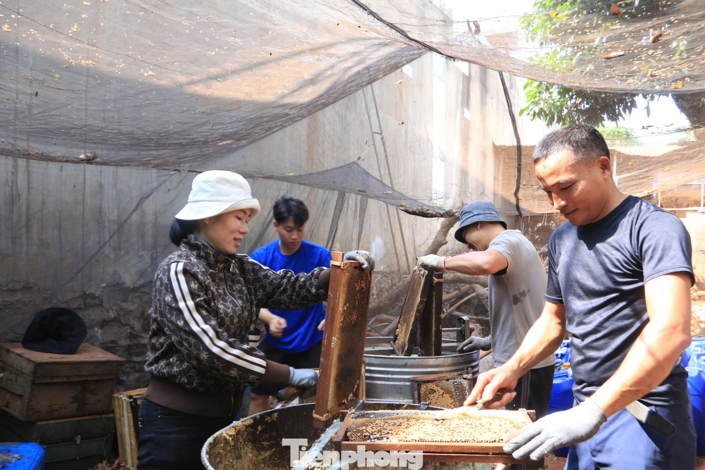 Công đoạn cắt sáp ong trước khi quay mật là một bước quan trọng trong quy trình thu hoạch mật ong.
