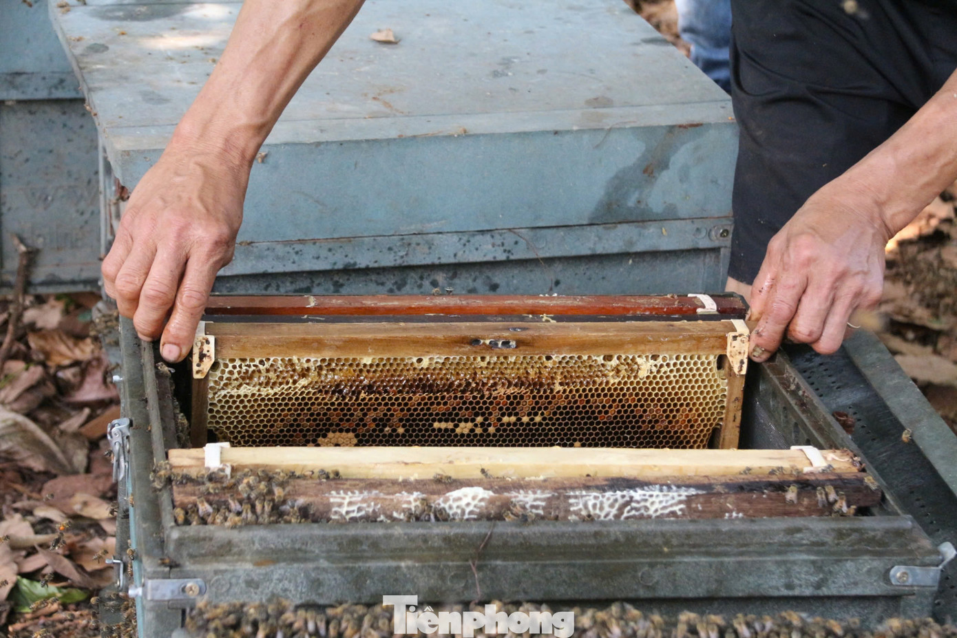 Khi mật đã được vắt, các cầu ong được trả lại vào thùng ong để ong có thể tiếp tục sản xuất mật mới. Gia đình ông Vũ Hữu Cao (SN 1977, huyện Cư M'gar, tỉnh Đắk Lắk) hơn 30 năm gắn bó với nghề nuôi ong, hiện có 900 đàn ong. Theo ông Cao, ong là loài rất nhạy cảm với thuốc bảo vệ thực vật. Khi đặt ong chọn những khu vực canh tác cà phê sạch, an toàn.