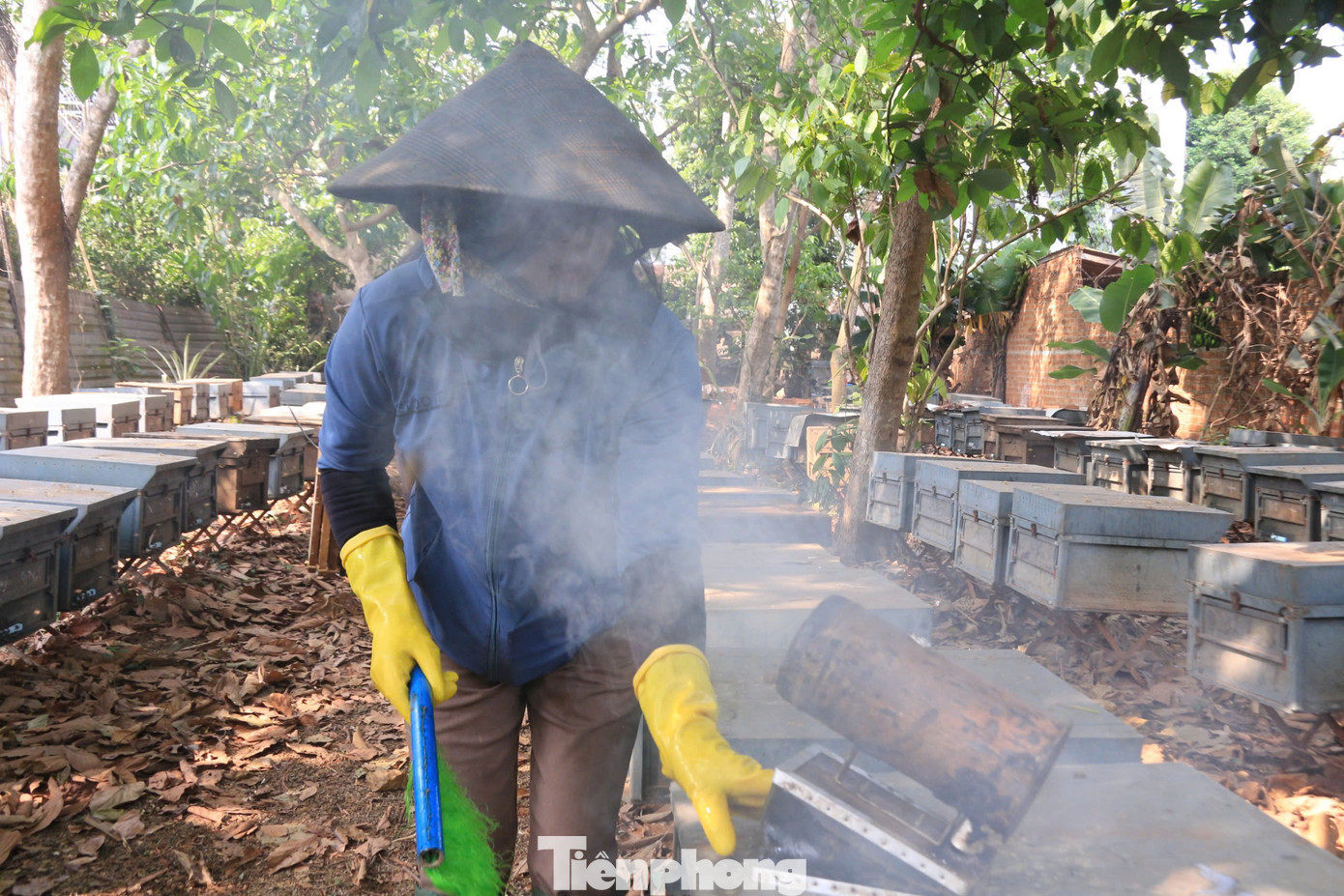 Trước khi thu hoạch, người thợ ong nhẹ nhàng mở thùng, kiểm tra chất lượng mật, cẩn thận quan sát trước khi dùng khói hun giúp đàn ong "hiền hơn" để thuận lợi thu hoạch mật.