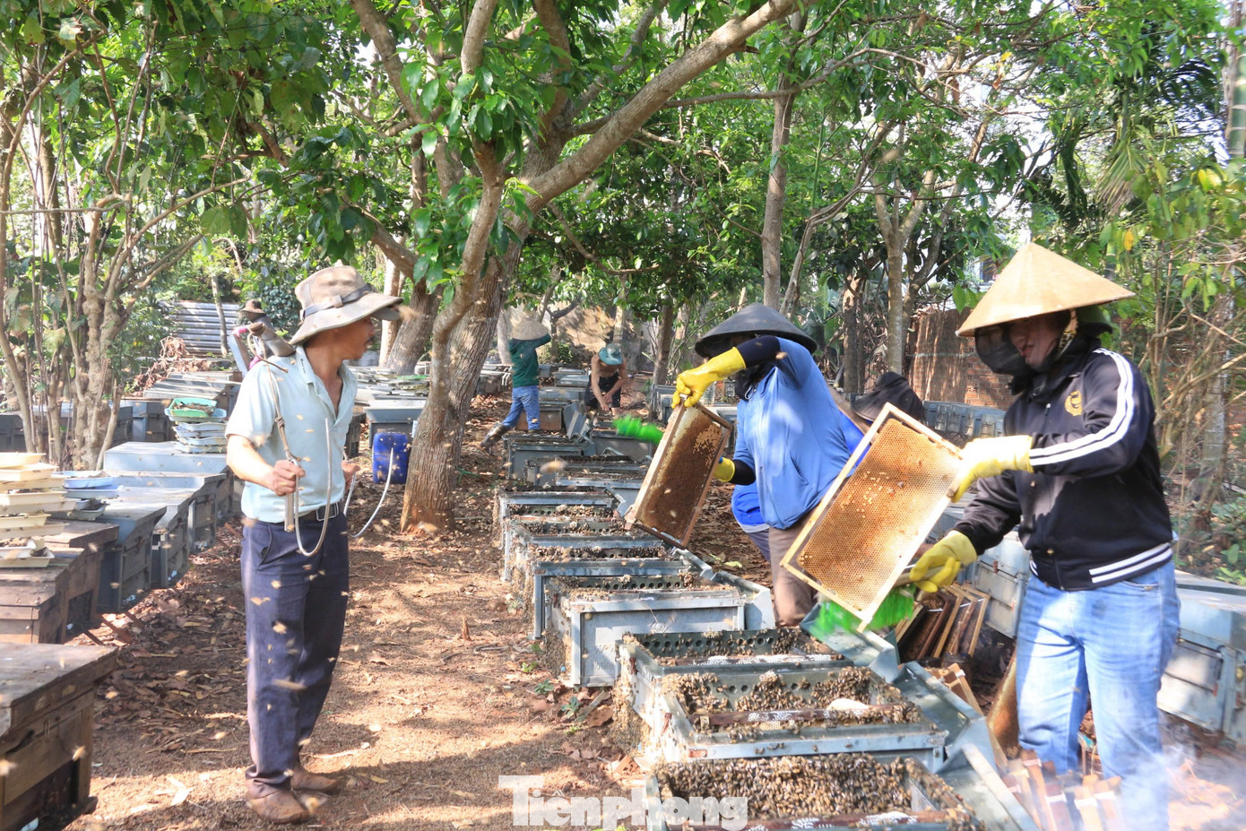 Người thợ rũ nhẹ từng cầu mật, cẩn thận loại bỏ những chú ong còn bám lại sau khi lấy ra từ thùng nuôi.