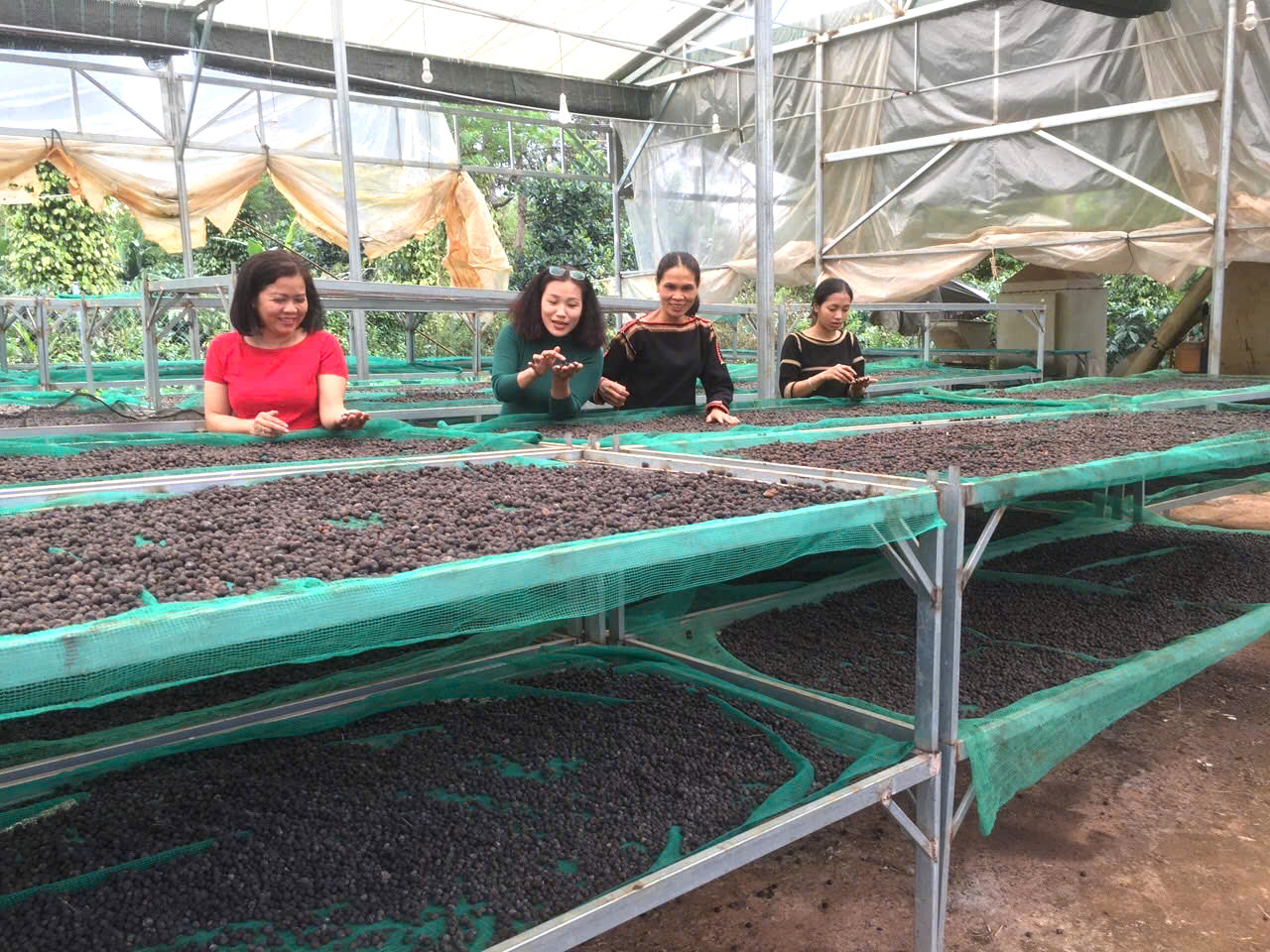 Các thành viên HTX chia sẻ về quy trình sản xuất, chế biến cà phê của HTX. Các thành viên HTX chia sẻ về quy trình sản xuất, chế biến cà phê của HTX.