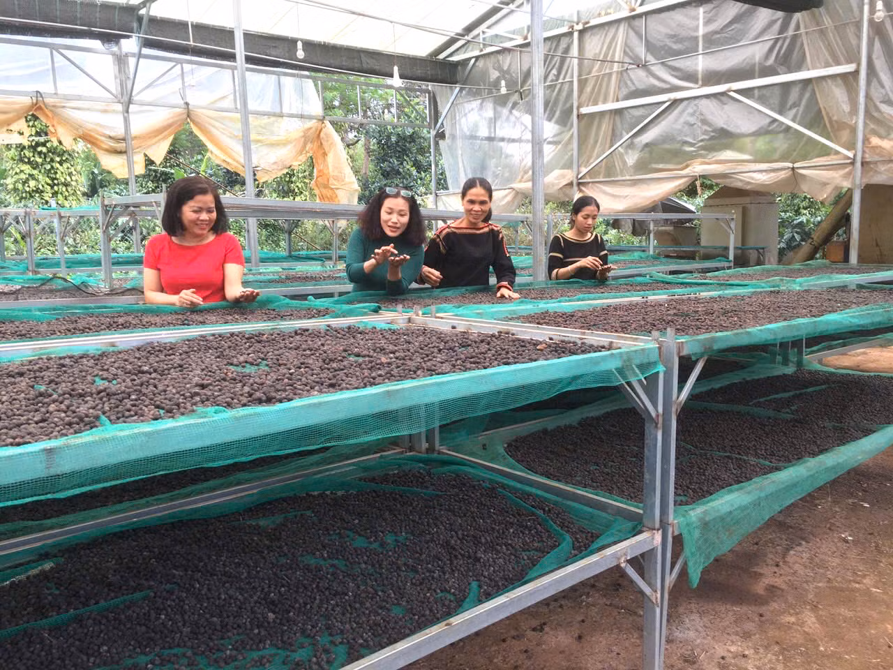 Các thành viên HTX chia sẻ về quy trình sản xuất, chế biến cà phê của HTX.
