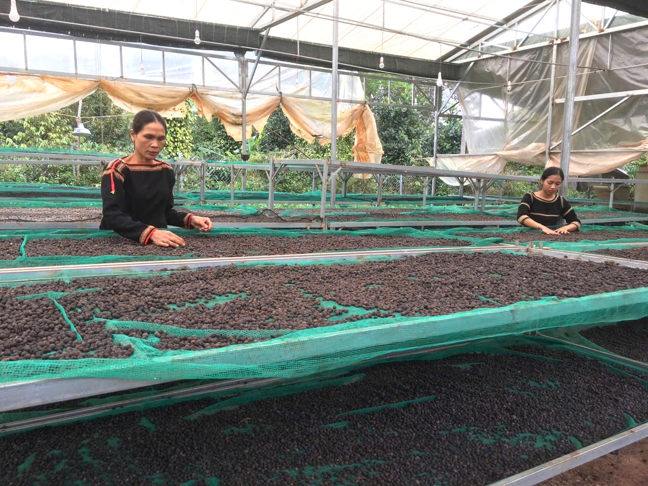 Khu vực phơi cà phê của HTX Nông nghiệp dịch vụ Công bằng Ea Tu. Khu vực phơi cà phê của HTX Nông nghiệp dịch vụ Công bằng Ea Tu.