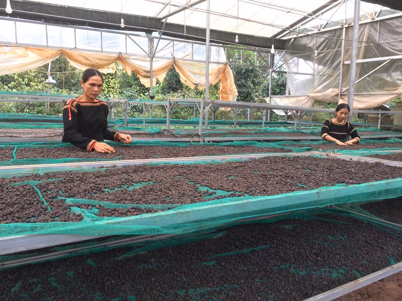 Khu vực phơi cà phê của HTX Nông nghiệp dịch vụ Công bằng Ea Tu.