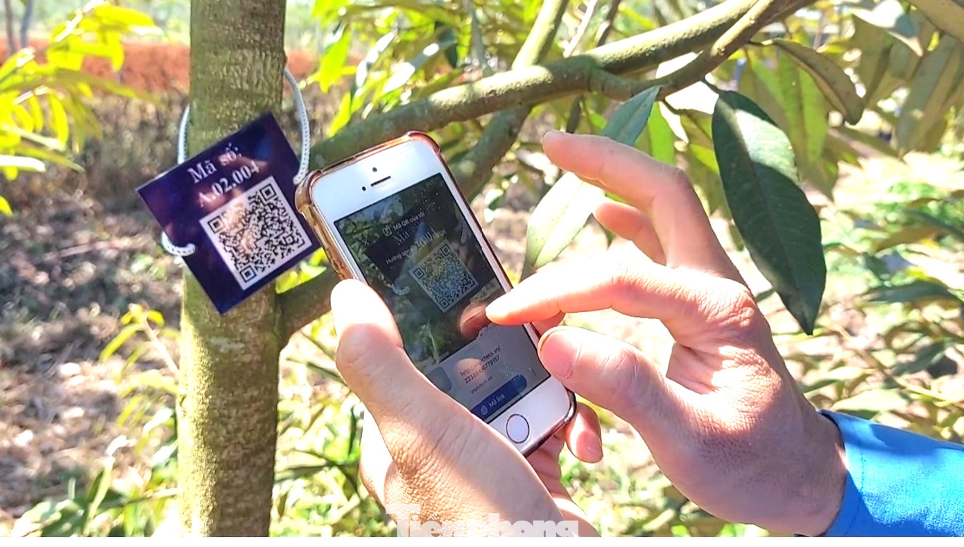 Đoàn viên quét mã QR trên cây sầu riêng Đoàn viên quét mã QR trên cây sầu riêng