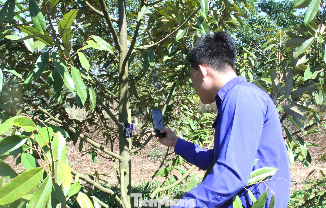 Các bạn đoàn viên, thanh niên thực hiện số hoá gần 10.000 cây sầu riêng trong ngày ra quân Các bạn đoàn viên, thanh niên thực hiện số hoá gần 10.000 cây sầu riêng trong ngày ra quân