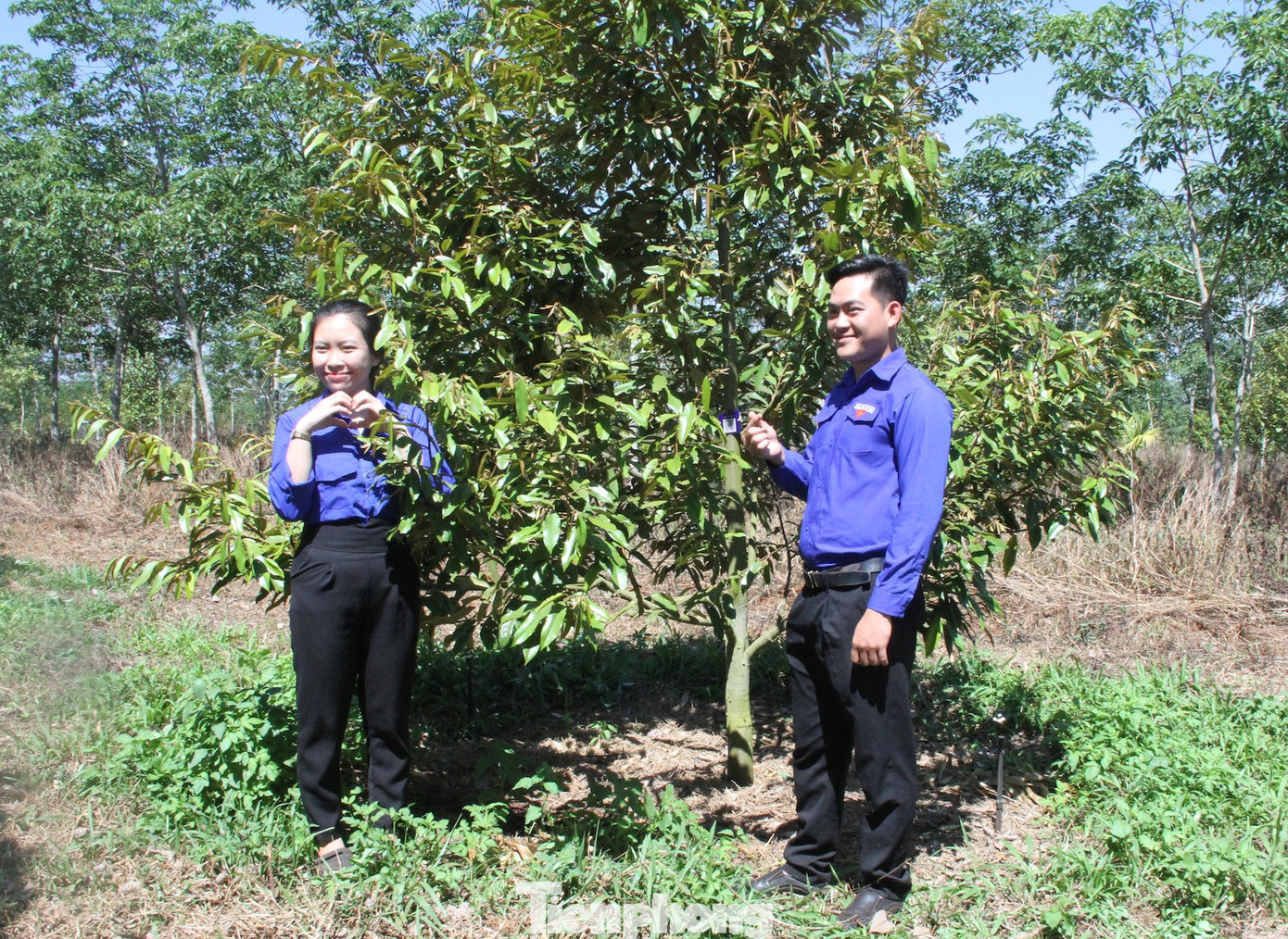 Đoàn viên, thanh niên chụp ảnh bên cây sầu riêng Đoàn viên, thanh niên chụp ảnh bên cây sầu riêng