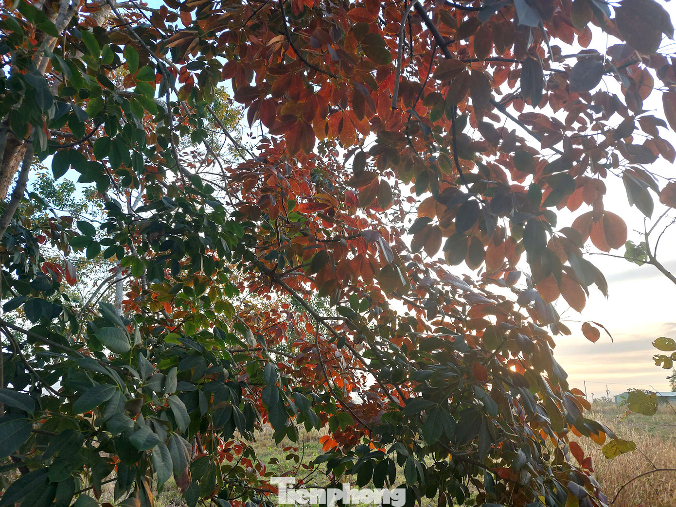 Lúc này, những tán lá cao su chưa chuyển màu hoàn toàn mà đan xen giữa các sắc xanh, đỏ, vàng.