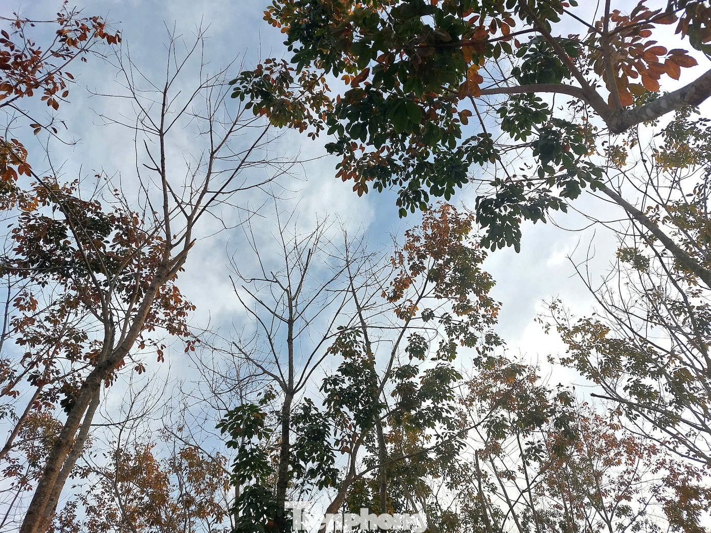 Nhiều người ví mùa cao su thay lá như bức tranh mùa thu của Nhật Bản, Hàn Quốc.