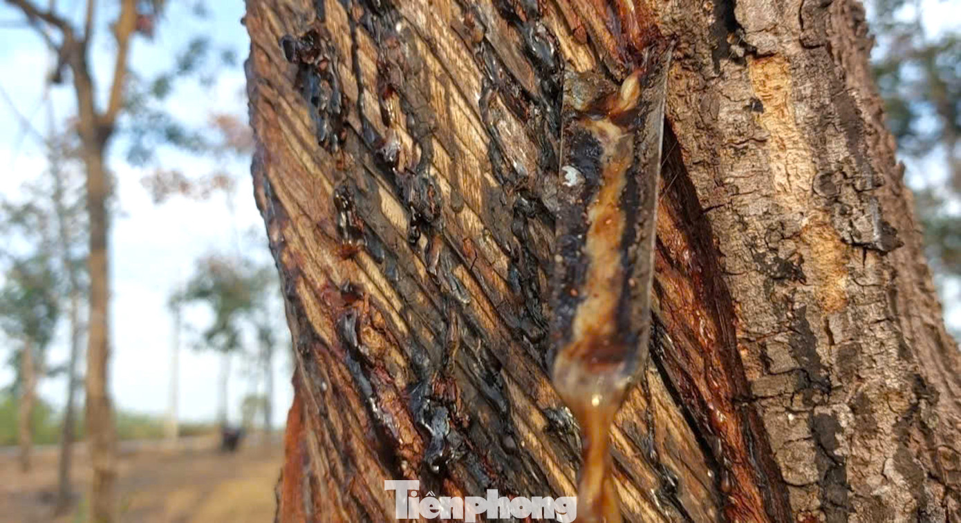 Sau một năm cung cấp nguồn nhựa quý giá, đây là thời điểm vườn, lô cao su được tận hưởng kỳ nghỉ.