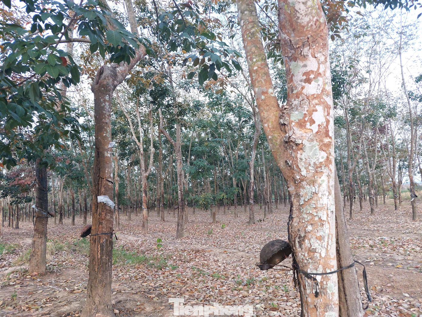 Nhiều công nhân ở huyện biên giới Ea Súp (Đắk Lắk) nói rằng mùa cạo mủ, họ bắt đầu công việc từ 3h đến 6h sáng. Dẫu nghề cạo mủ vất vả, thức trắng mỗi đêm nhưng mọi người vẫn làm để có thu nhập.