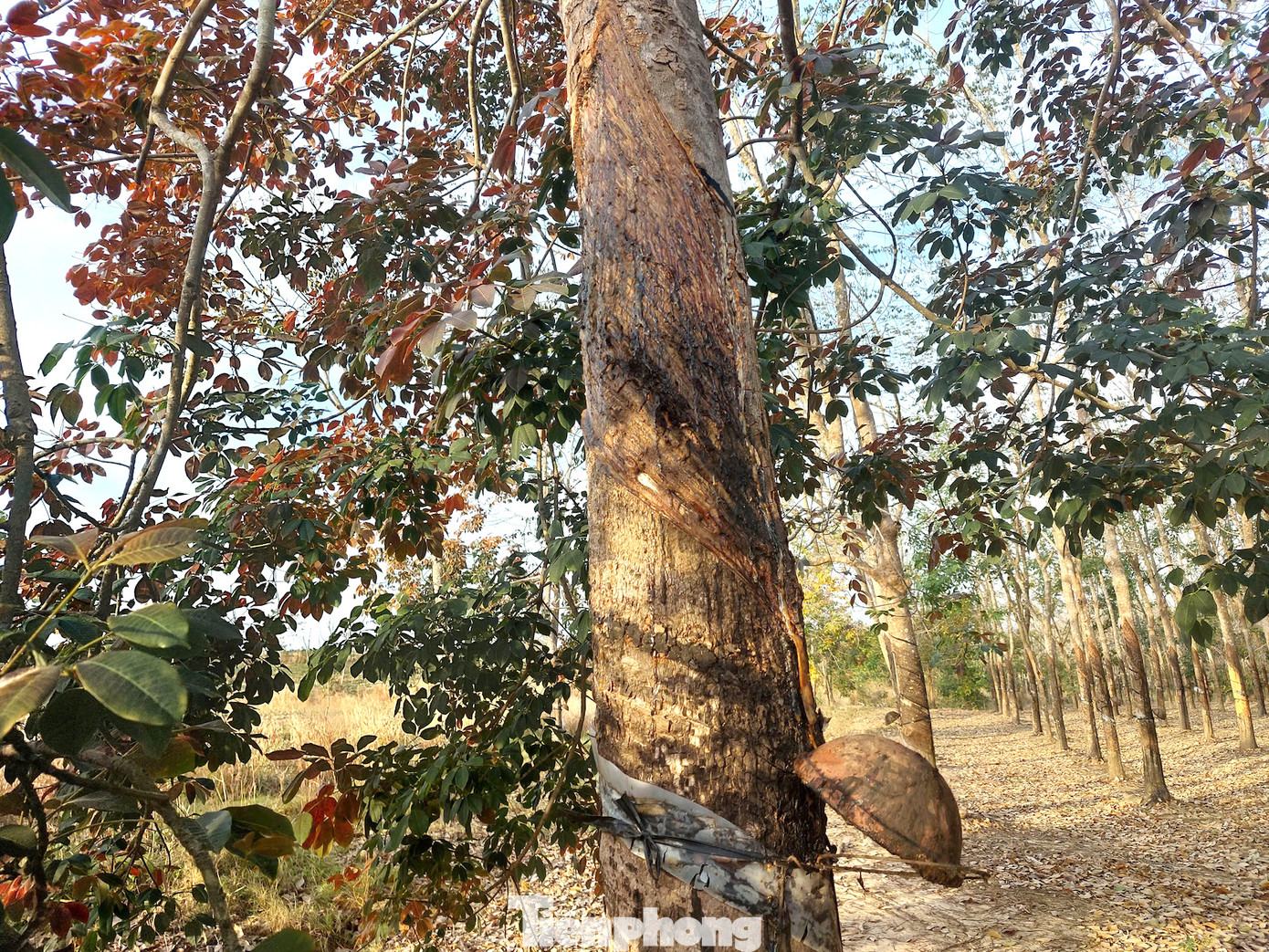 Trong thời gian cao su thay lá, công nhân tạm nghỉ cạo mủ.