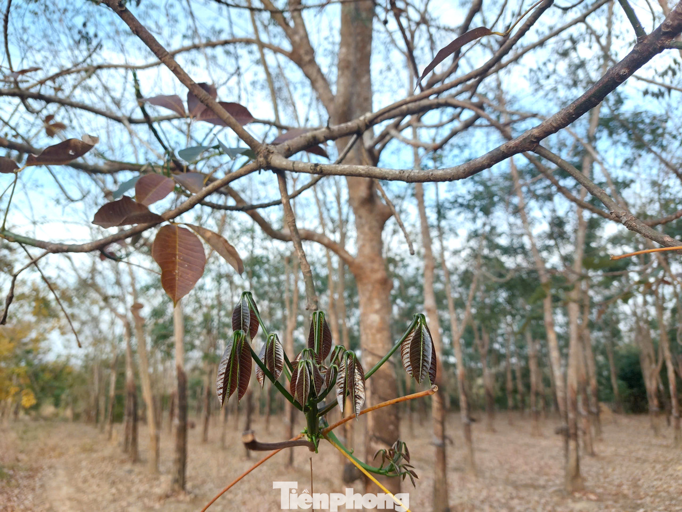 Khi cây rụng trơ trọi lá sau đó lại đâm chồi, nảy lộc.
