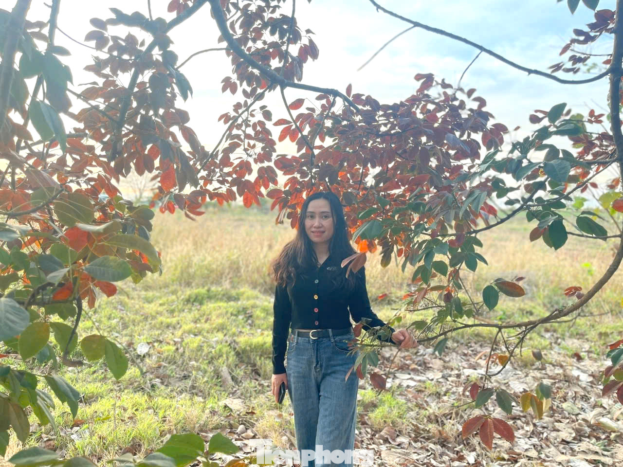 Thời gian lá cao su chuyển màu, thay lá khá ngắn. Đến mùa, nhiều người tìm đến để chụp ảnh.