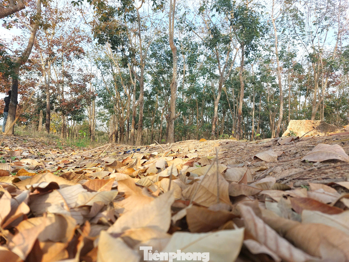 Tại tỉnh Đắk Lắk, cao su tập trung chủ yếu ở một số địa phương như Ea H’leo, Ea Súp, Krông Năng, Cư M’gar...