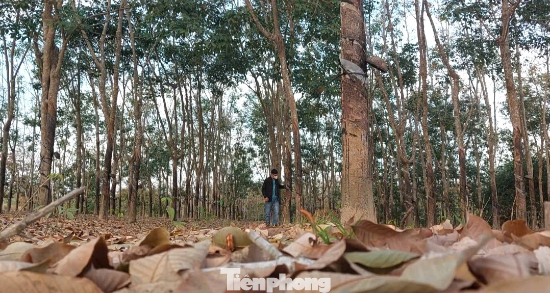 Muốn tận hưởng không khí đẹp đến ngỡ ngàng phải len lỏi vào từng lô cao su.