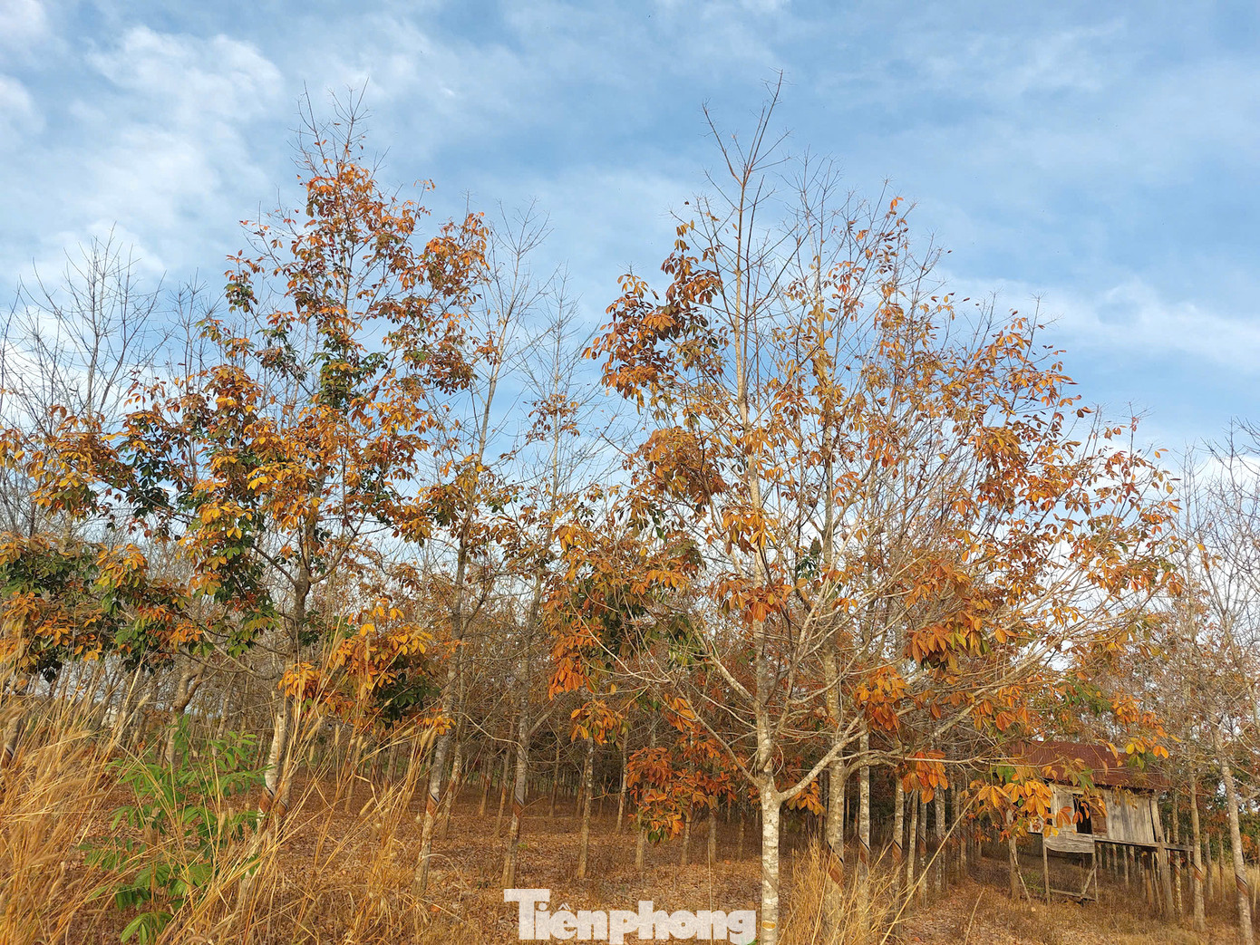 Vào khoảng cuối tháng 12 kéo dài đến tháng 3 năm sau là thời điểm rừng cao su vào mùa thay lá.