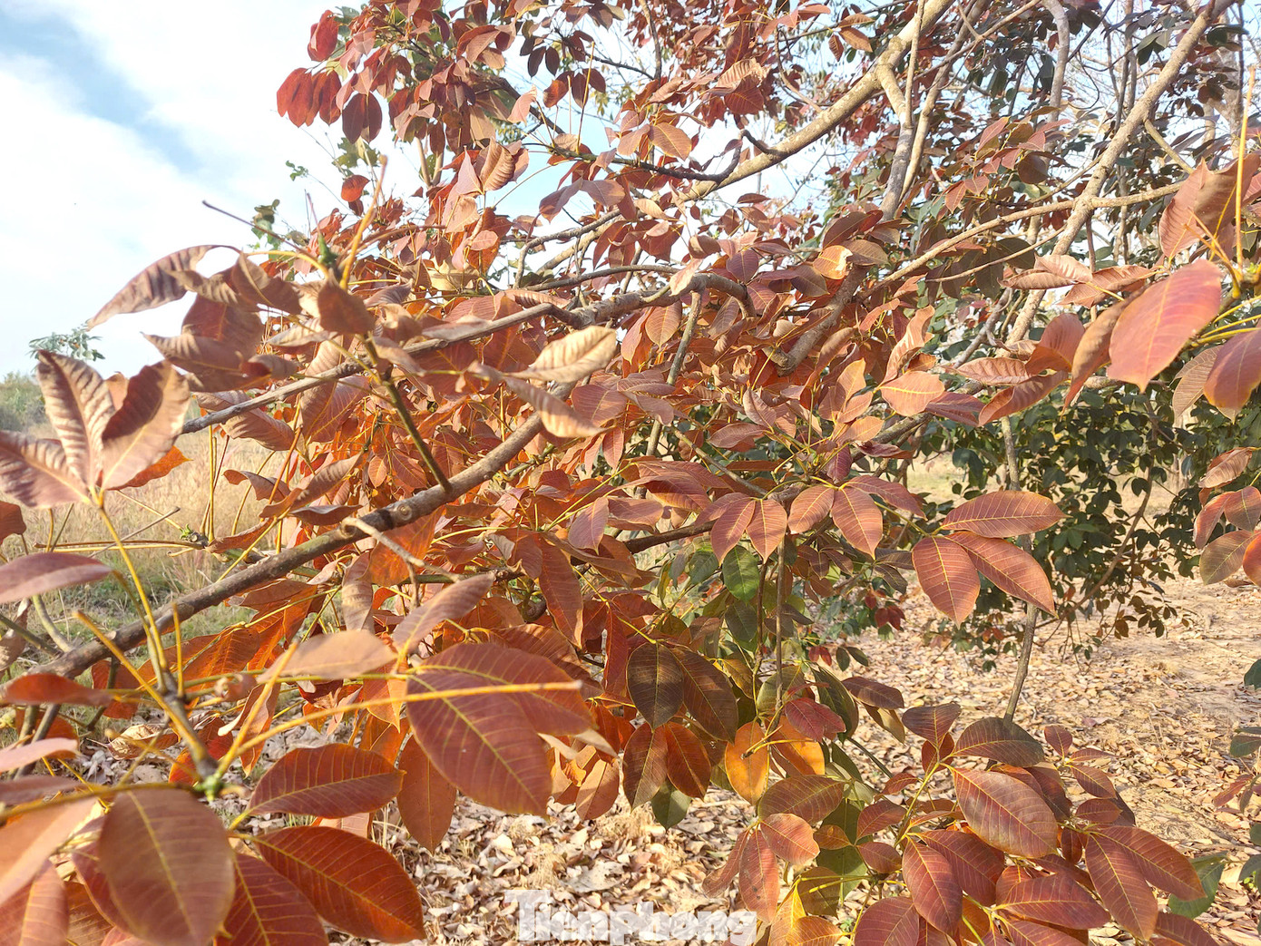 Những lô cao su bạt ngàn chuyển dần từ màu xanh sang sắc vàng, đỏ rực.