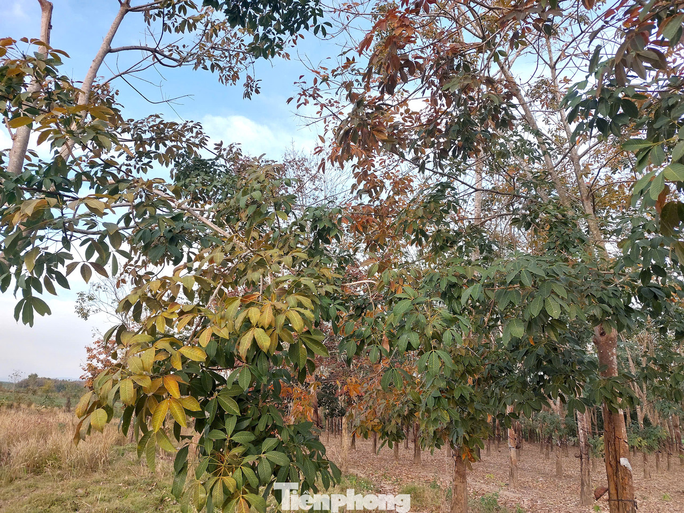 Lá cây mang đủ sắc màu hòa quyện với nhau, khiến không gian nơi đây đẹp mê hoặc.