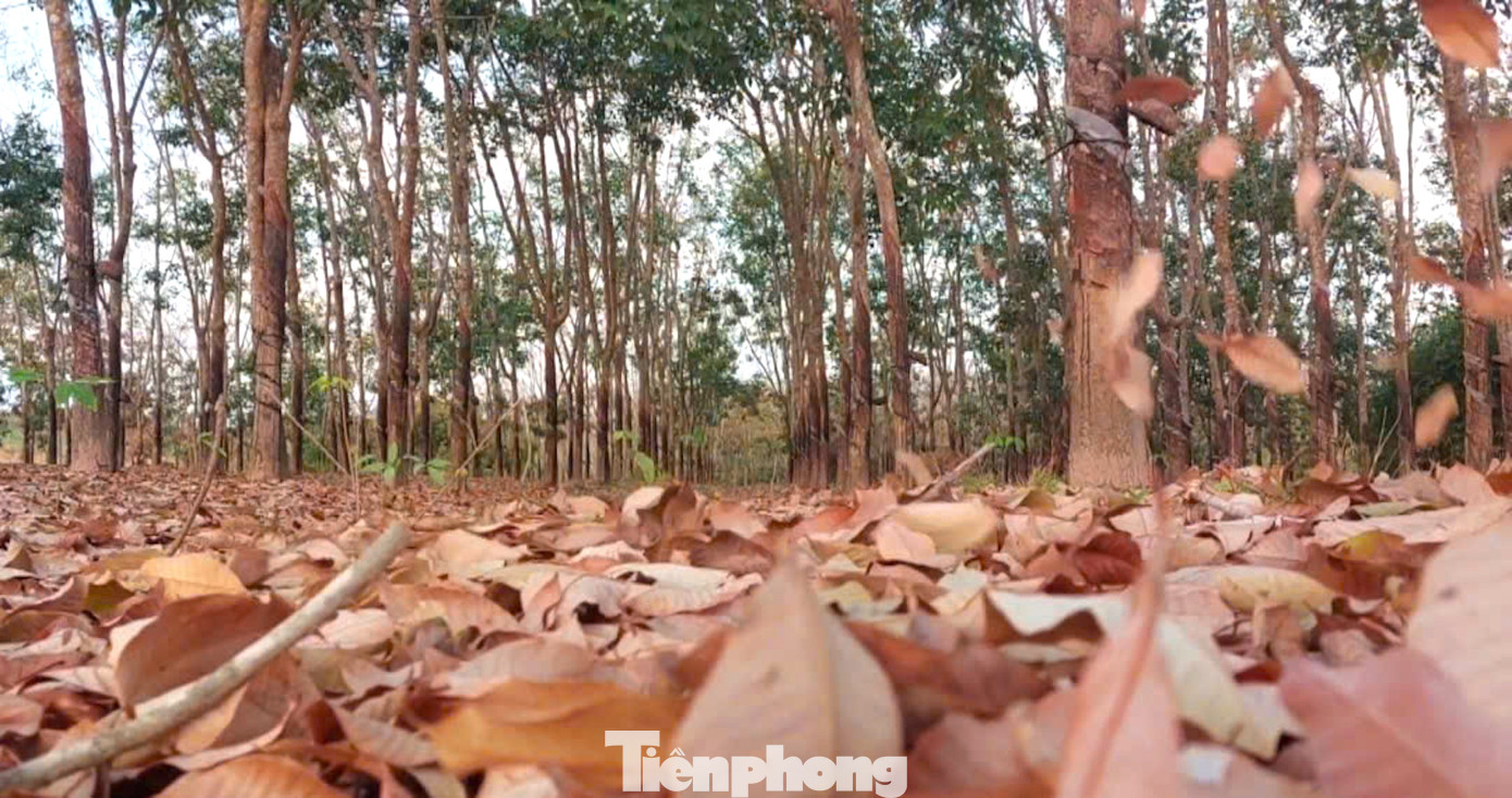 Khi có cơn gió lùa tới, lá cao su vàng đậm, đỏ rực trên cây nhẹ nhàng rụng xuống, phủ kín cả mặt đất.