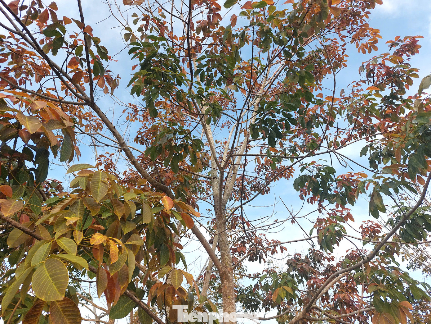 Những lô cao su bạt ngàn chuyển dần từ màu xanh sang sắc vàng, đỏ rực.