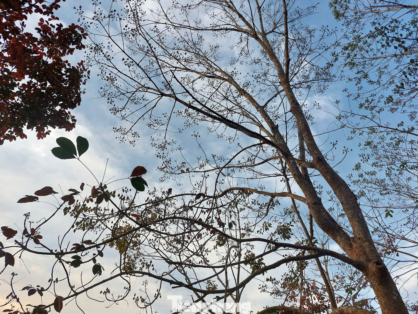 Khi cây rụng trơ trọi lá sau đó lại đâm chồi, nảy lộc.