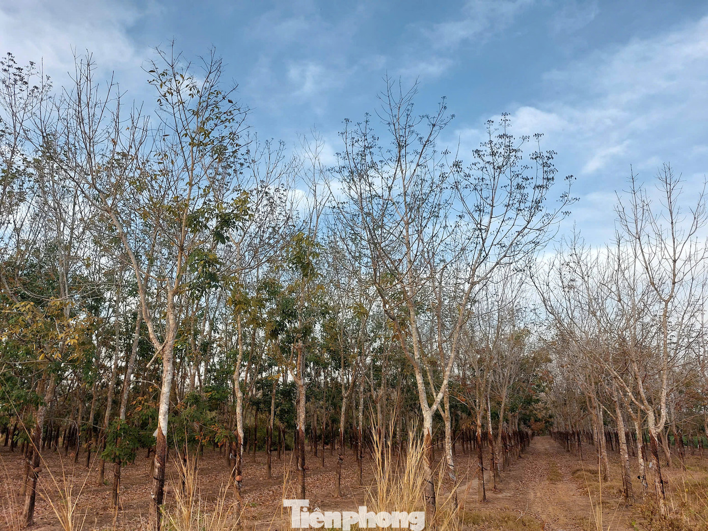 Những hàng cao su đan vào nhau dài hun hút.