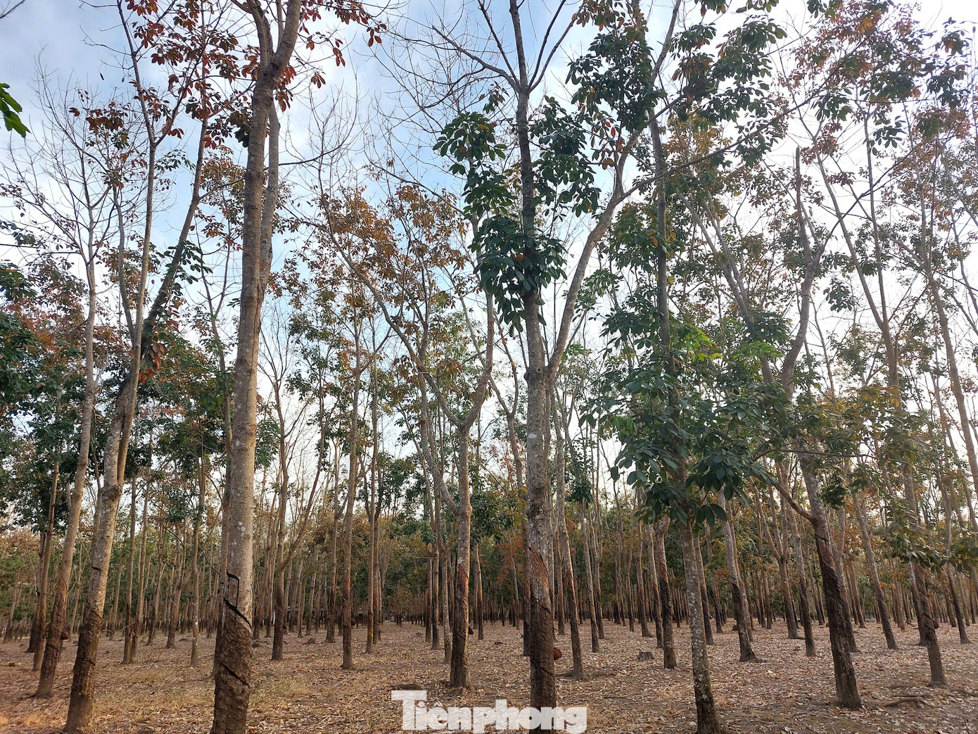 Cây cao su không đồng loạt thay lá, mà cuốn chiếu từng lô, từng vùng nên rải khắp cả tháng khung cảnh vẫn đẹp nao lòng.