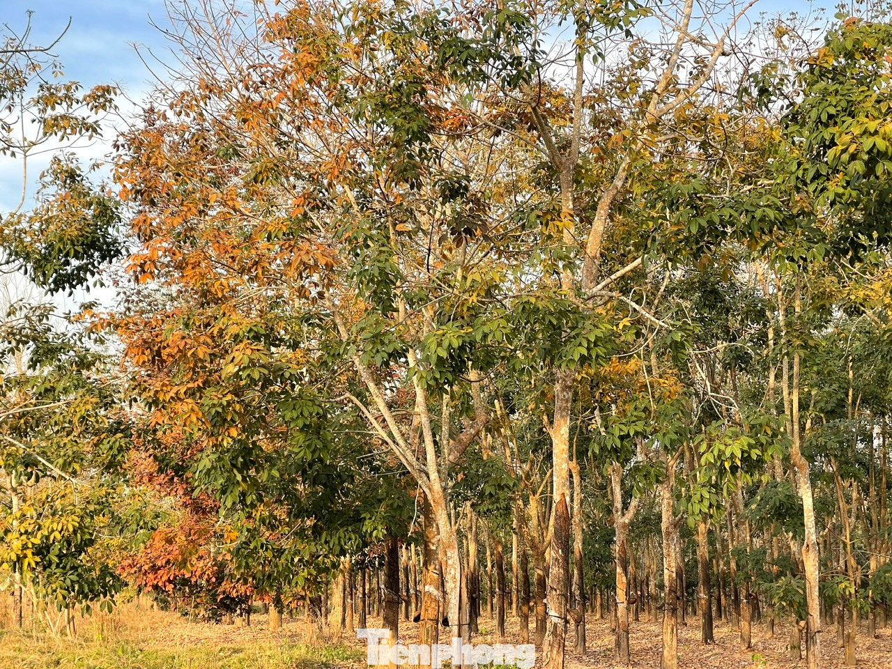 Khi đợt mưa cuối của mùa mưa Tây Nguyên nhường chỗ cho mùa nắng cũng là lúc vườn, lô cao su vào mùa thay lá.