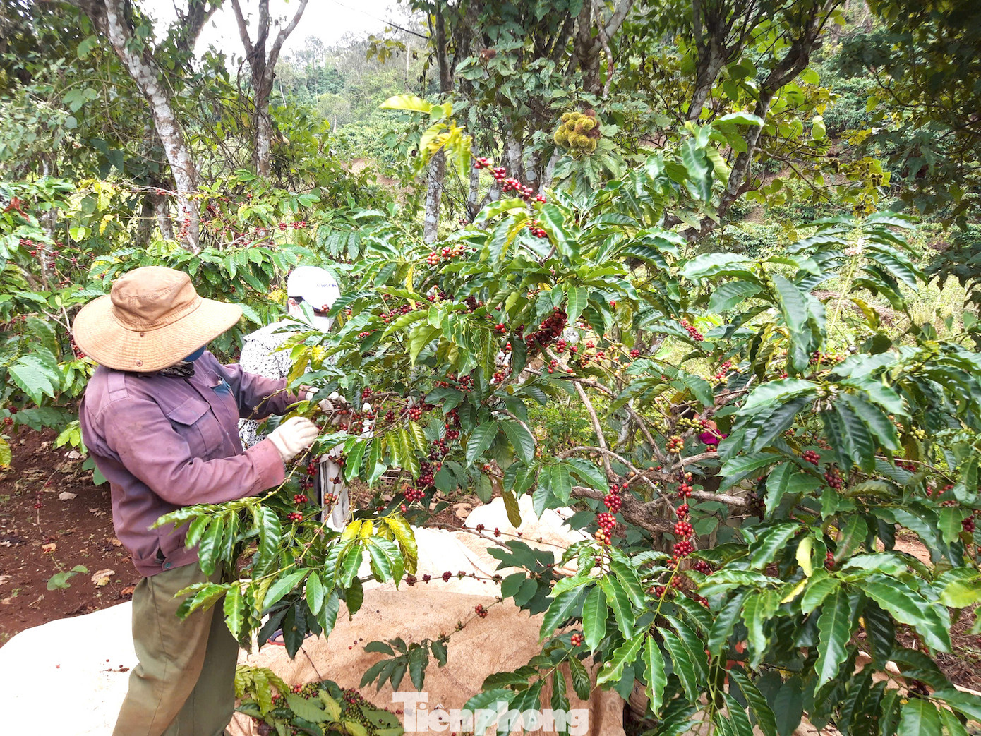 Nhiều hộ dân trên địa bàn huyện Cư M'gar phát triển kinh tế nhờ nguồn vốn vay ưu đãi Nhiều hộ dân trên địa bàn huyện Cư M'gar phát triển kinh tế nhờ nguồn vốn vay ưu đãi