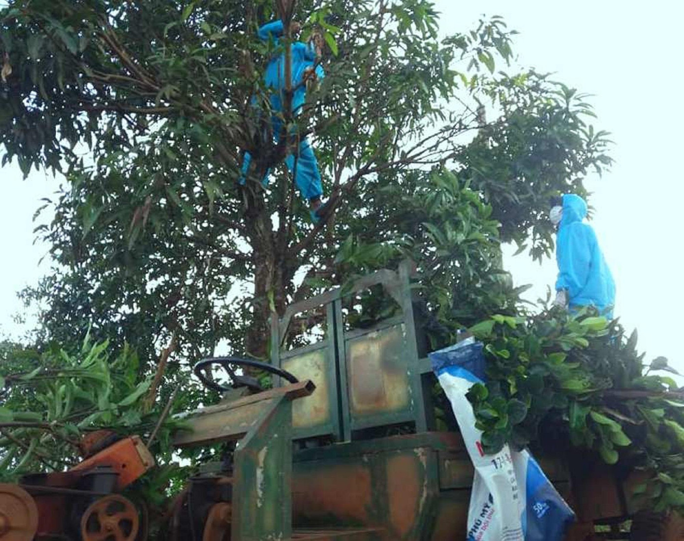 Tình nguyện viên đi cắt lá cho dê Tình nguyện viên đi cắt lá cho dê