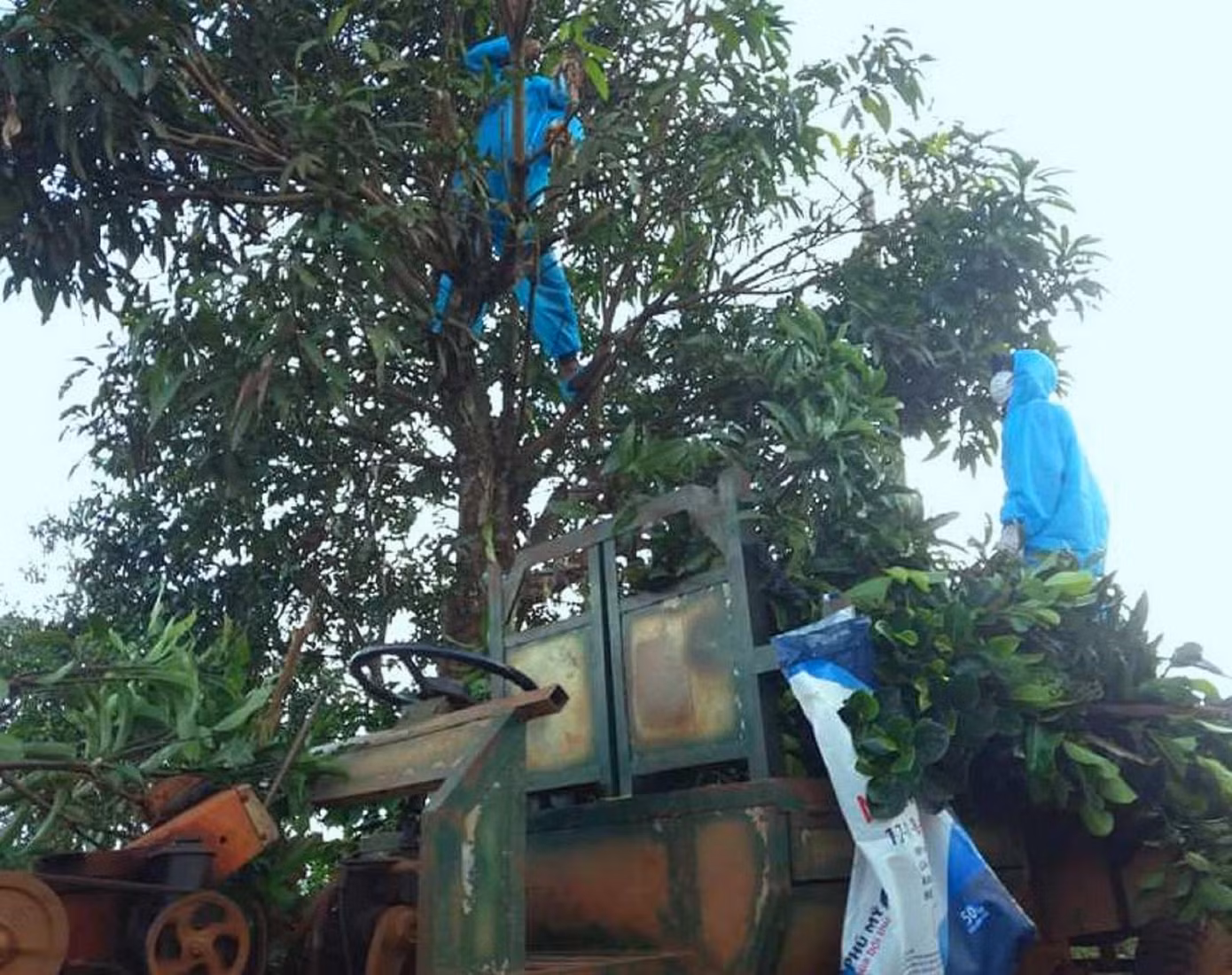 Tình nguyện viên đi cắt lá cho dê Tình nguyện viên đi cắt lá cho dê