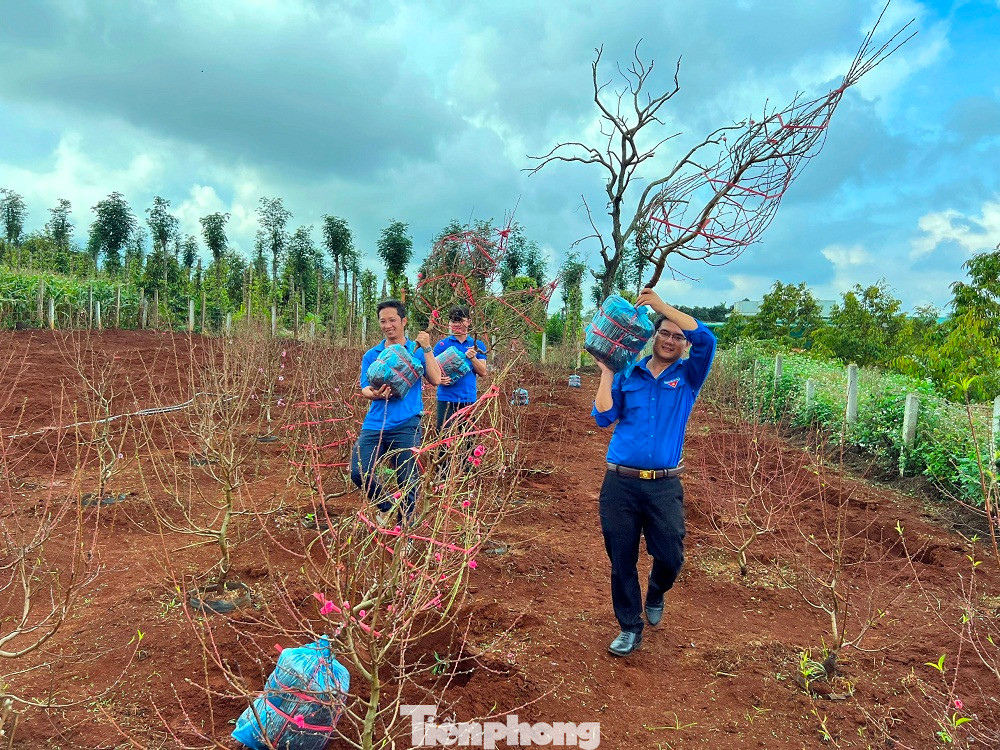 Dịp tết Đoàn Phường An Bình đã bán gần 80 gốc đào gây quỹ