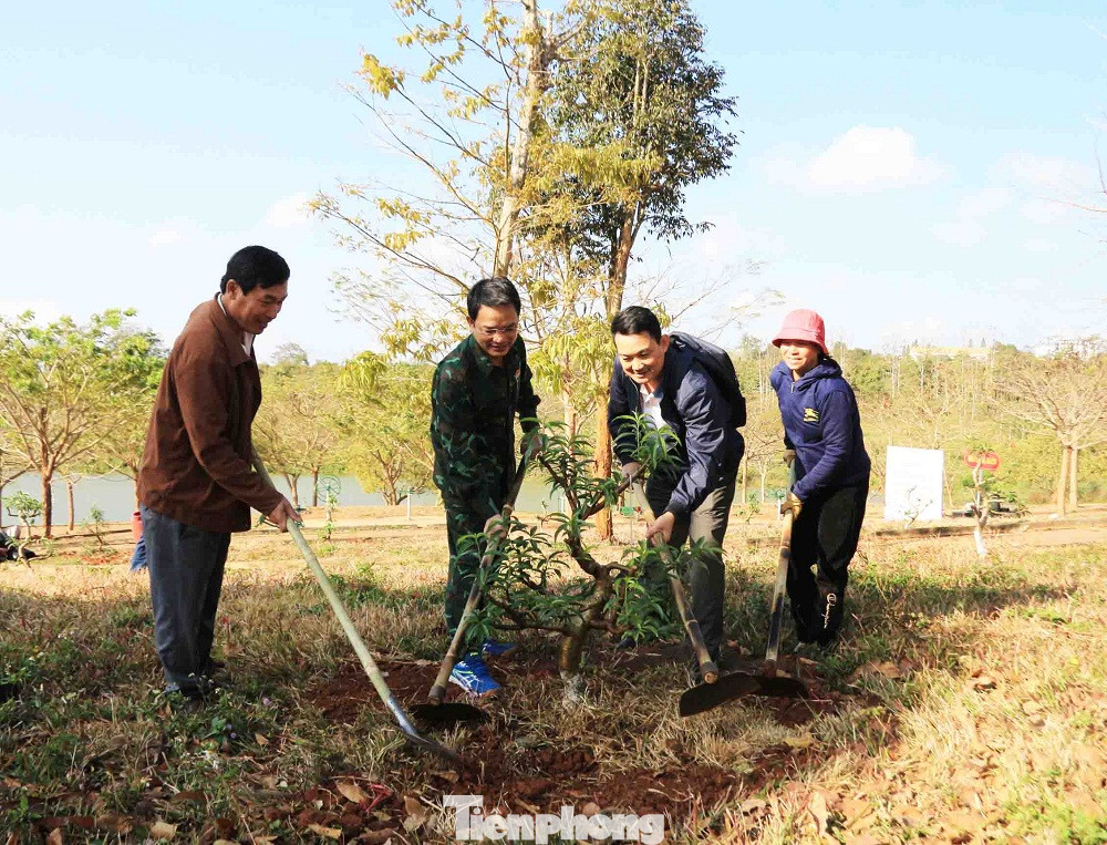 Gần 500 cây đào được trồng tại thị xã Buôn Hồ
