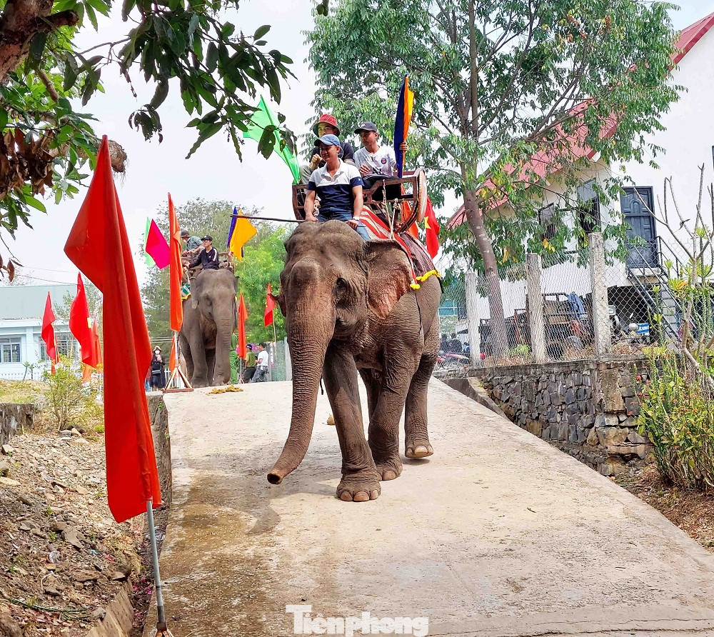 Hội voi Buôn Đôn là một trong các hoạt động chính của Lễ hội cà phê năm nay, diễn ra từ 11-13/3. Trong đó ngày 12 Hội voi chính thức khai mạc. Trước giờ khai hội voi Buôn Đôn, đàn voi được tổ chức lễ cúng sức khỏe. Du khách tham dự lễ hội được chứng kiến lễ cúng bến nước và lễ cúng sức khỏe cho voi.