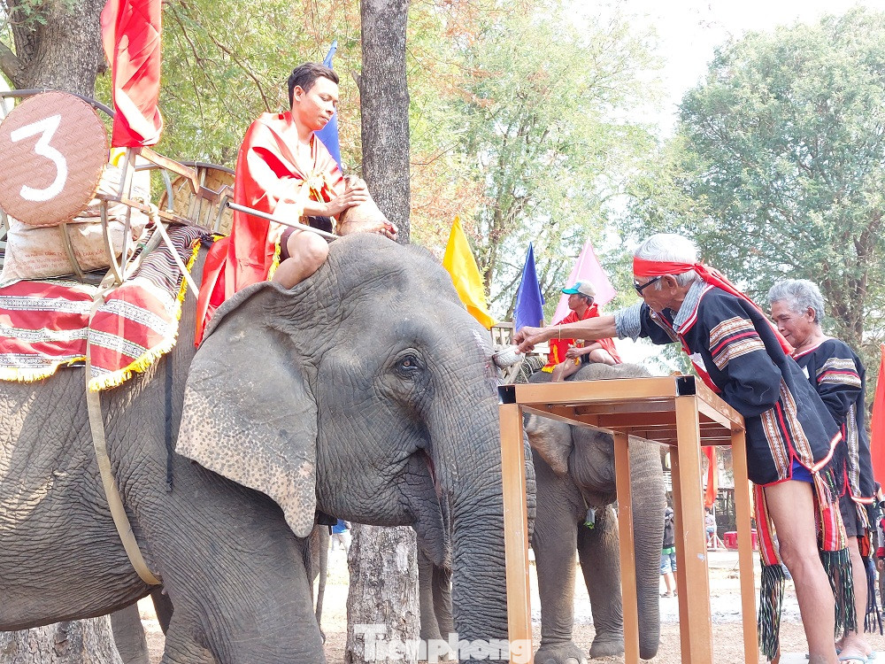 Trong nghi lễ cúng sức khỏe cho voi có 7 cá thể voi tại xã Krông Na được làm lễ. Già làng thực hiện nghi lễ lấy tiết heo bôi lên đầu voi.