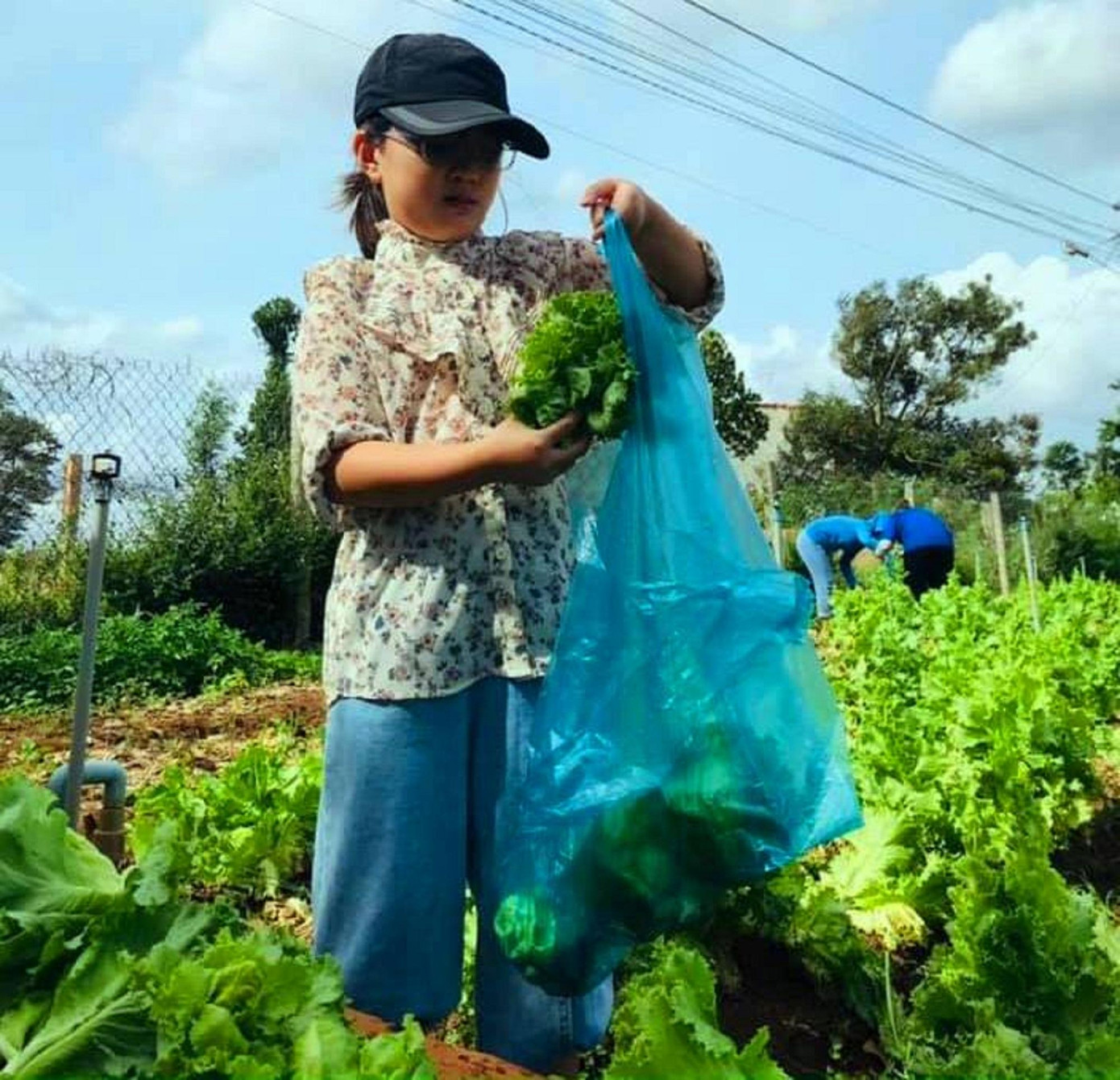 Khánh Linh tham gia thu hoạch rau