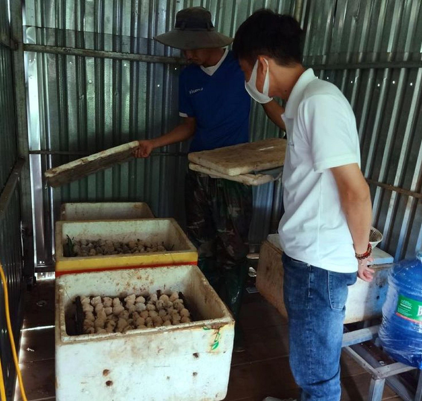 Trứng ốc nhồi được gom vào thùng xốp để ấp