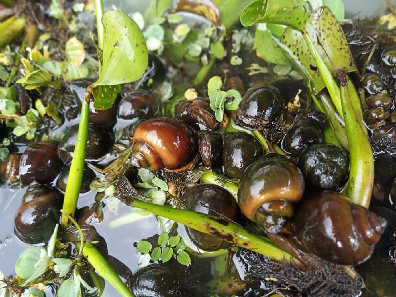 Nuôi ốc nhồi chi phí thấp