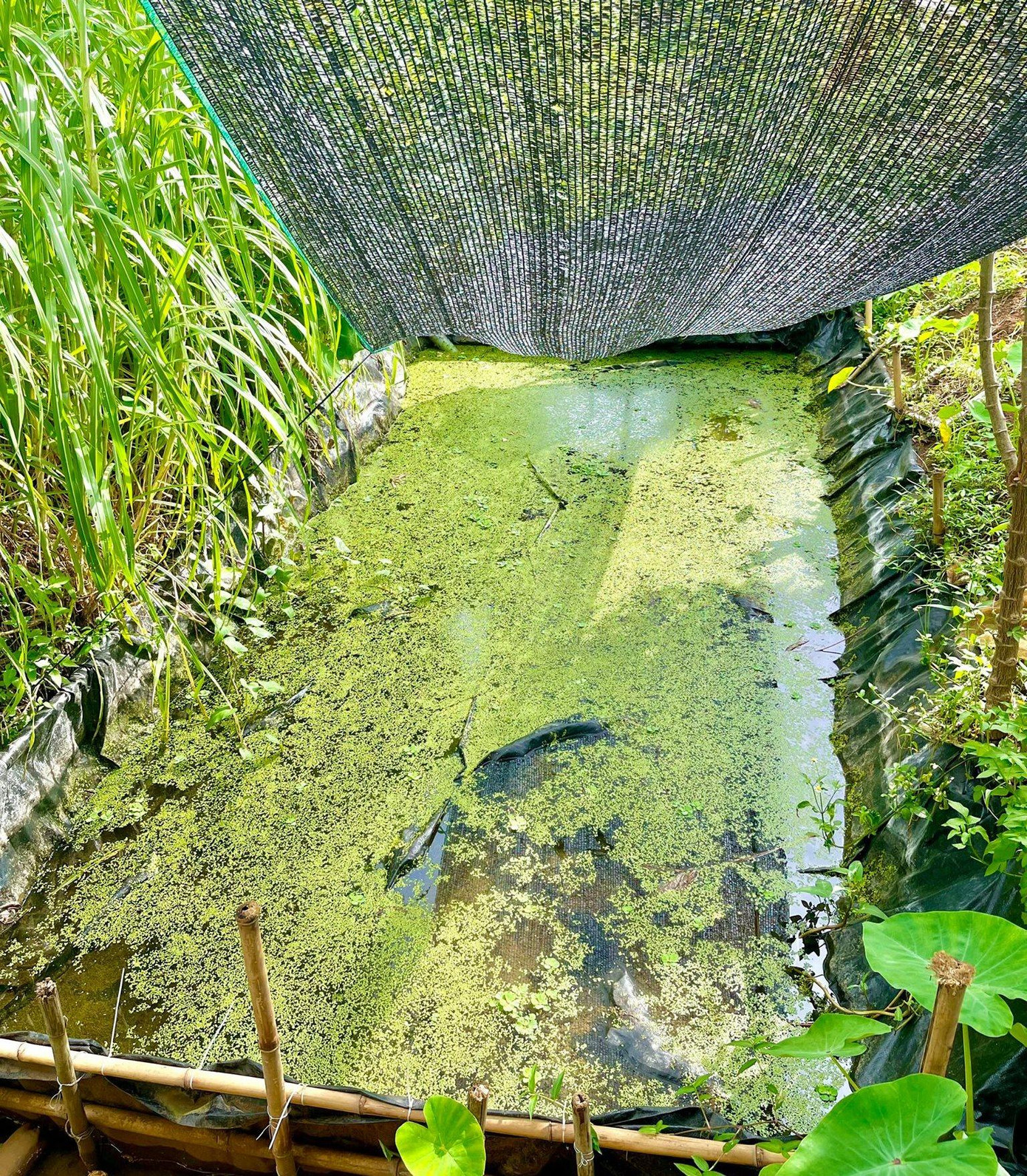 Lúc đầu anh Hội nuôi ốc chung với cua đồng