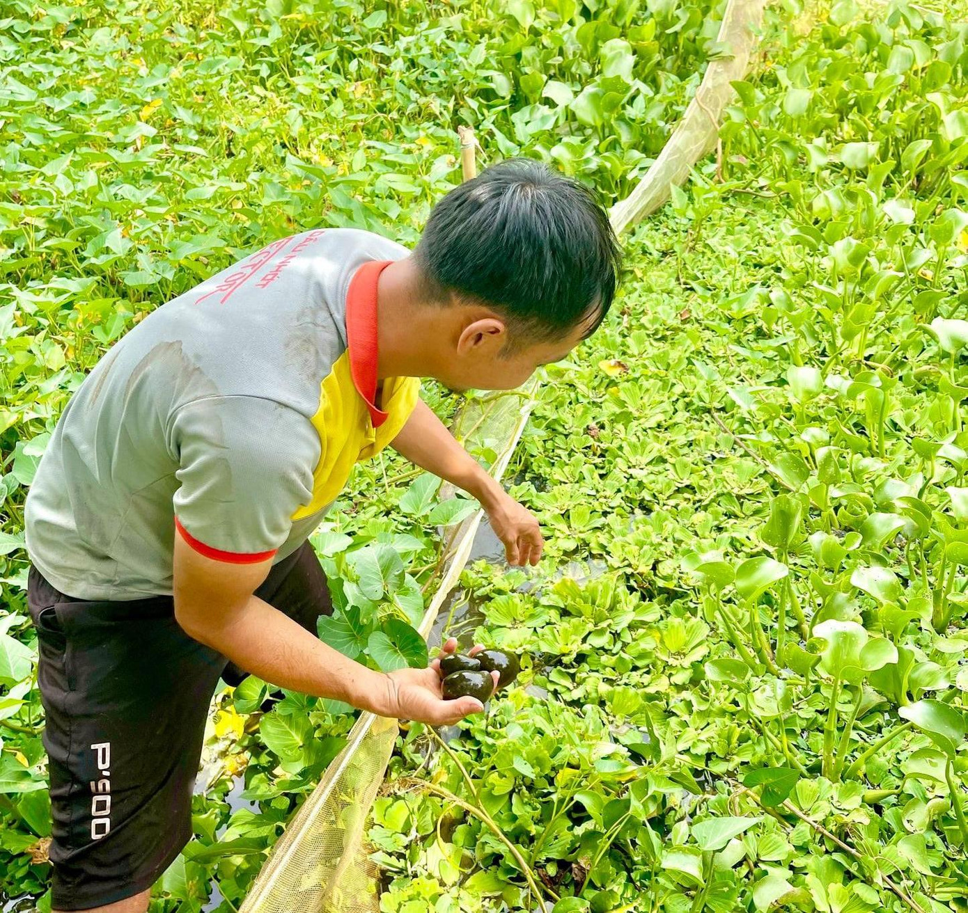 Ao nuôi ốc nhồi của anh Hội